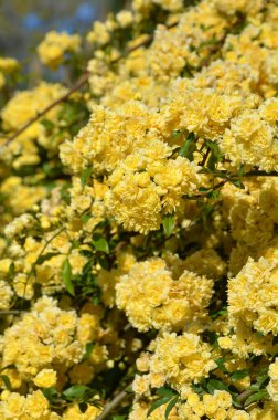 Bahçedeki güzel çiçekler