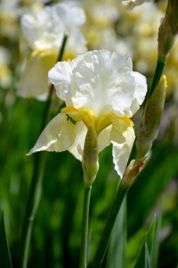 Bahçedeki güzel beyaz süsen çiçekleri