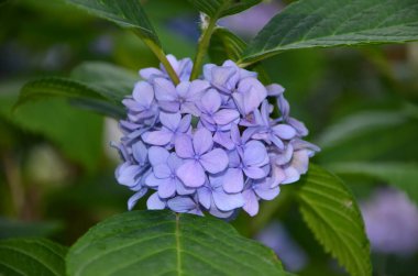 Bahçedeki güzel çiçek