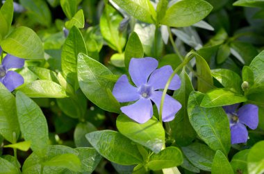 Bahçedeki güzel mavi çiçekler