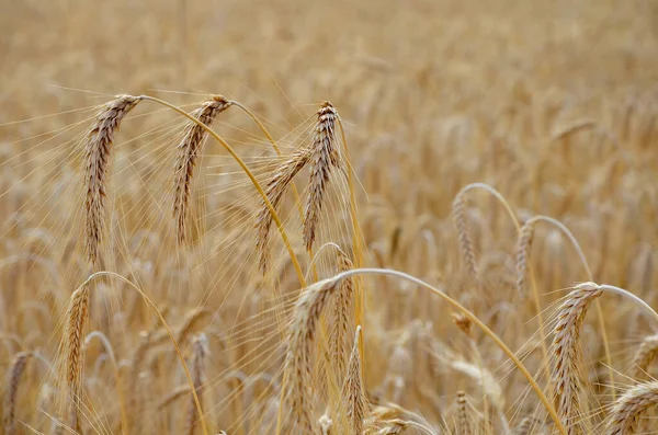 Pšeničné Pole Zralé Uši Žita — Stock fotografie