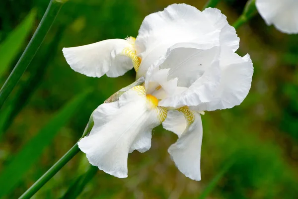 Biały Kwiat Tęczówki Ogrodzie — Zdjęcie stockowe