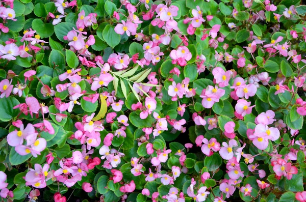 Hermosas Flores Rosadas Jardín —  Fotos de Stock