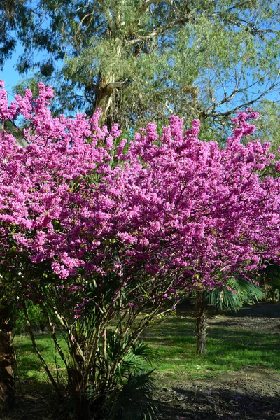 庭の茂みの美しいピンクの花 — ストック写真