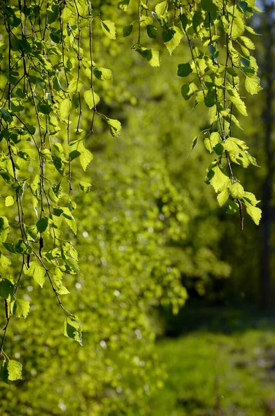 Folhas Verdes Vidoeiro Floresta — Fotografia de Stock