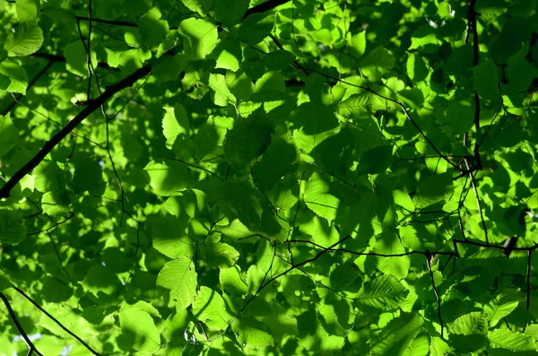 Grüne Blätter Auf Dem Hintergrund Des Waldes — Stockfoto
