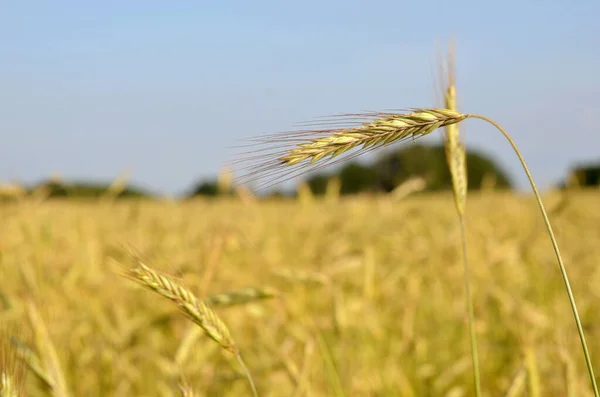 Pšeničné Pole Létě — Stock fotografie