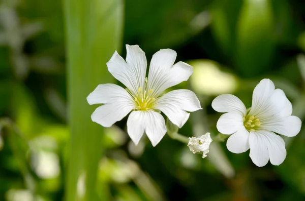 Witte Bloem Tuin — Stockfoto