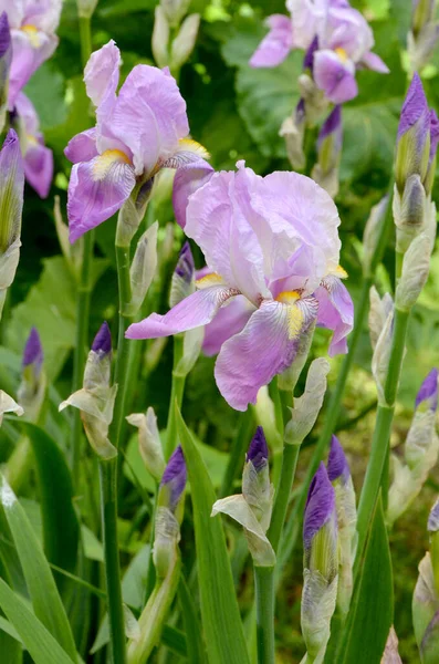 Bellissimi Fiori Iris Viola Giardino — Foto Stock