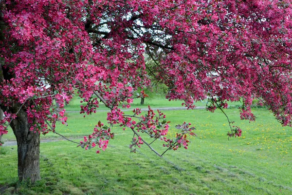 Krásné Růžové Květy Stromě Zahradě — Stock fotografie