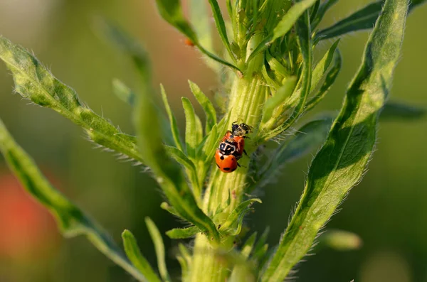 Ladybug Зеленом Растении — стоковое фото