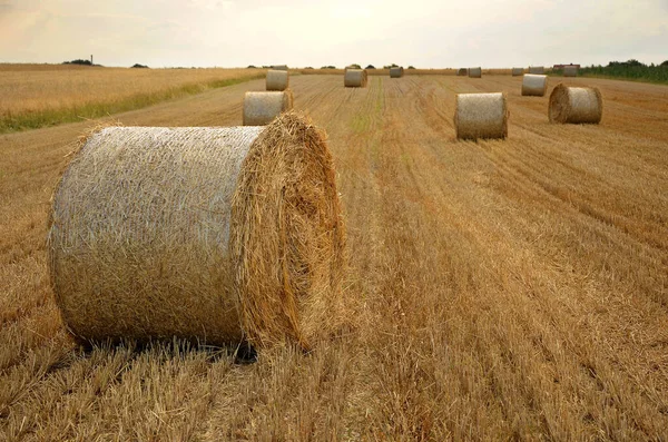 Balle Paglia Campo Nell Estate — Foto Stock