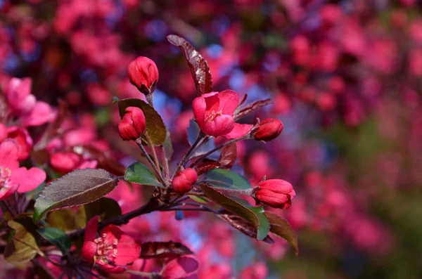 Vackra Rosa Blommor Trädgården — Stockfoto