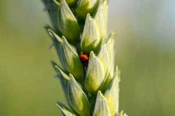 Close Green Corn Field — стоковое фото