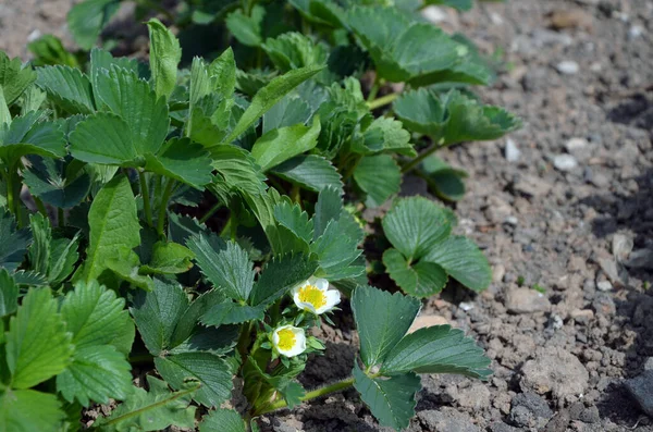 Daun Hijau Tanaman Kebun — Stok Foto