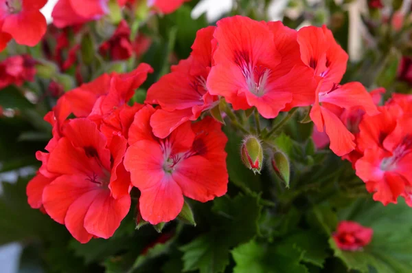 Vackra Röda Blommor Trädgården — Stockfoto