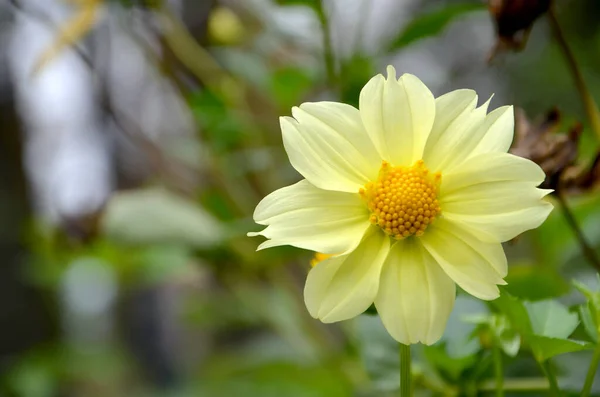 Piękny Biały Kwiat Ogrodzie — Zdjęcie stockowe