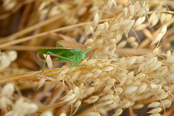 Close Grasshopper Grass — Stock fotografie