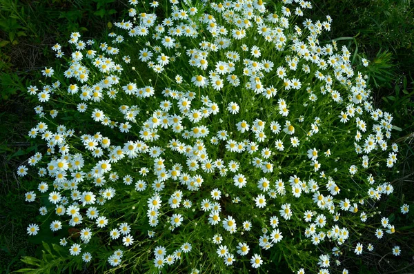 花园里的白色雏菊 — 图库照片