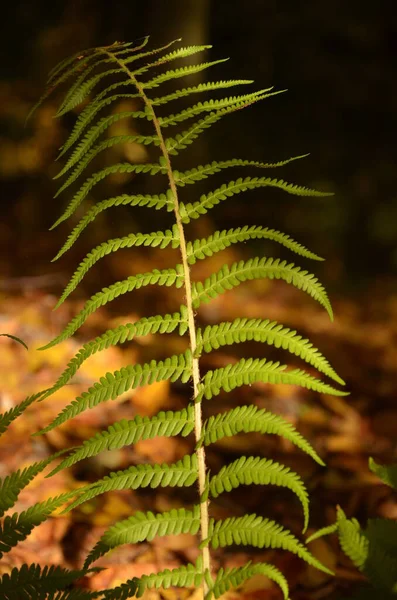 Folha Samambaia Floresta — Fotografia de Stock