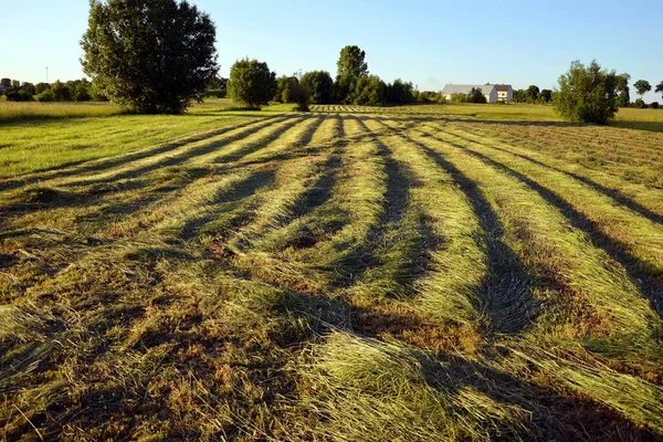 Campo Grano Campagna — Foto Stock