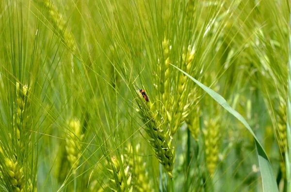 Genç Güzel Bir Yeşil Buğday Tarlasının Yakın Çekimi — Stok fotoğraf