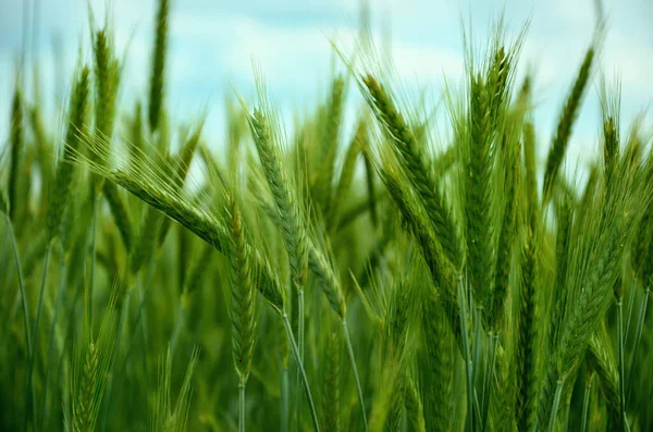 Campo Trigo Verde Fondo Verano — Foto de Stock