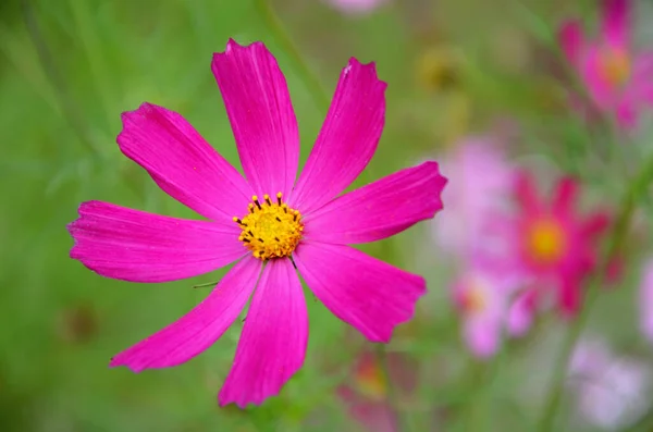 Bahçedeki Güzel Kozmos Çiçekleri — Stok fotoğraf