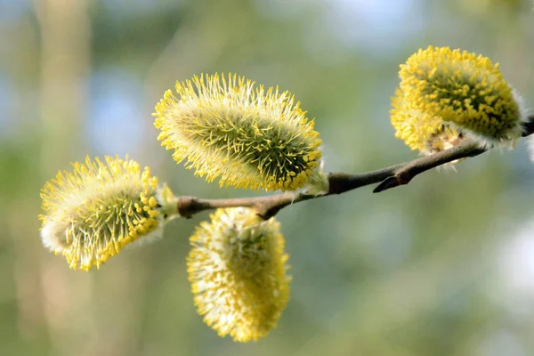 Flores Primavera Uma Árvore — Fotografia de Stock