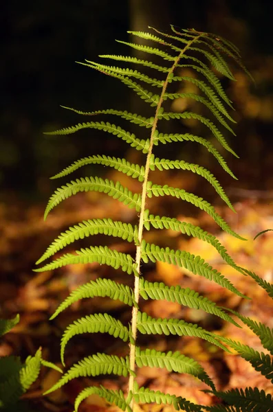 Liść Paproci Lesie — Zdjęcie stockowe
