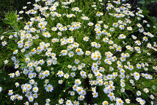 Witte Madeliefjes Tuin — Stockfoto