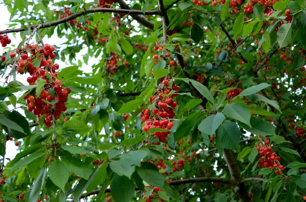 Ağaçtaki Kırmızı Meyveler — Stok fotoğraf