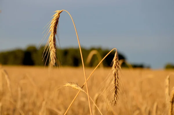 Pšeničné Uši Poli — Stock fotografie