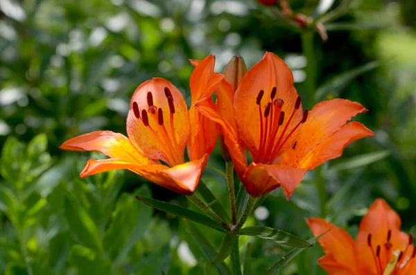 Красива Червона Квітка Лілії Саду — стокове фото