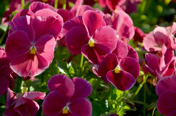 Schöne Blumen Garten — Stockfoto