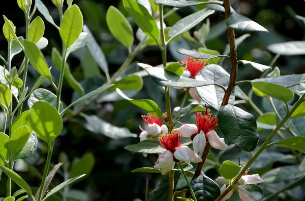 Czerwone Białe Kwiaty Ogrodzie — Zdjęcie stockowe
