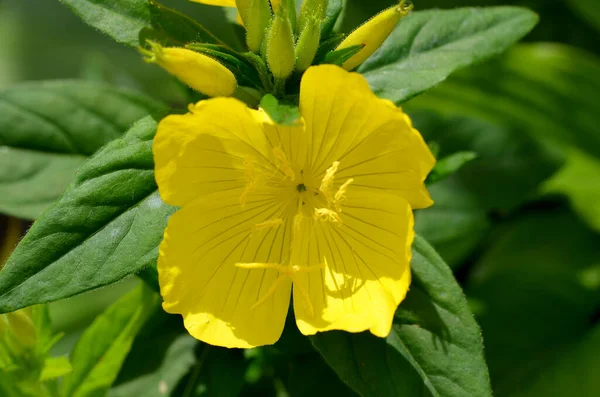 Mooi Botanisch Schot Natuurlijk Behang — Stockfoto