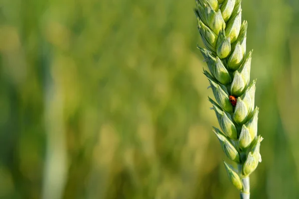 Zralý Pšeničné Ucho Pozadí Zelené Trávy — Stock fotografie