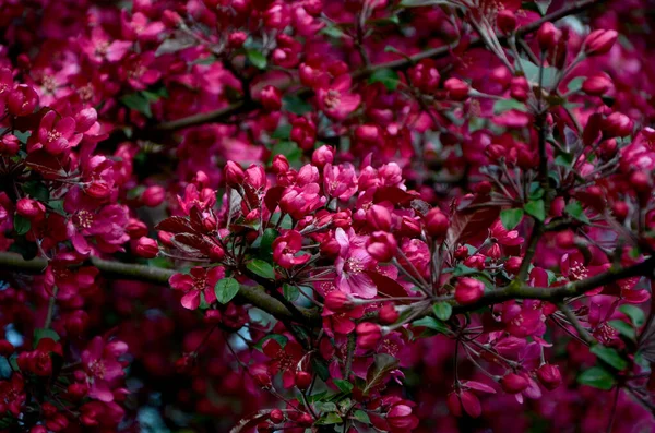 Hermosas Flores Rosadas Jardín —  Fotos de Stock
