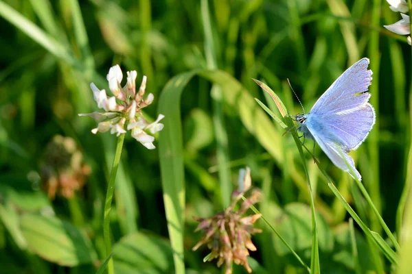 Schmetterling Auf Einer Pflanze — Stockfoto