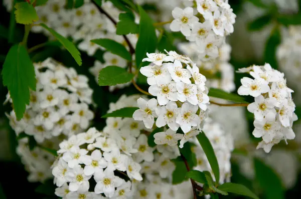 Weiße Blumen Eines Busches — Stockfoto