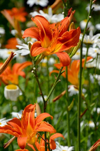 Lindas Flores Lírio Laranja Jardim — Fotografia de Stock