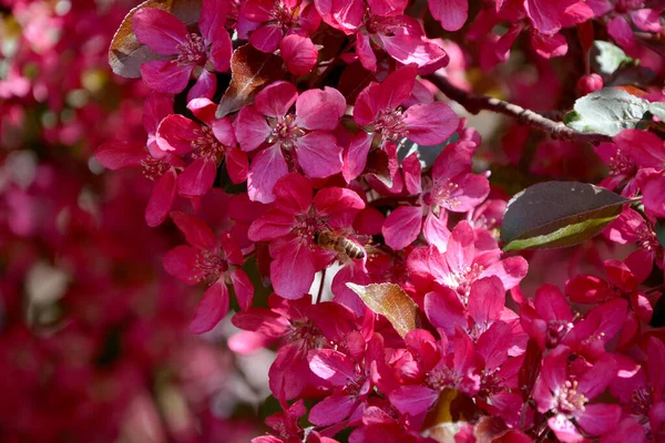 Flores Bonitas Jardim — Fotografia de Stock