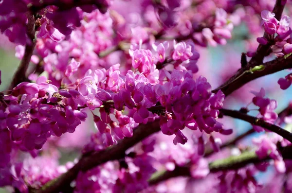 Hermosas Flores Primavera Jardín —  Fotos de Stock