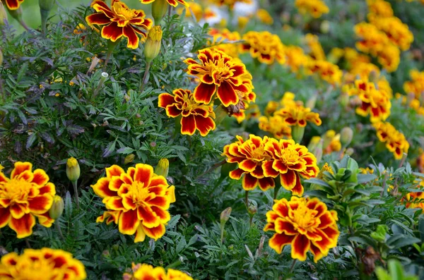 Piękne Kwiaty Ogrodzie — Zdjęcie stockowe