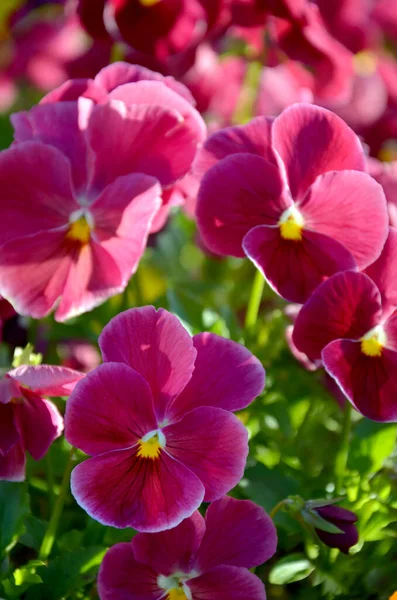 Schöne Blumen Garten — Stockfoto