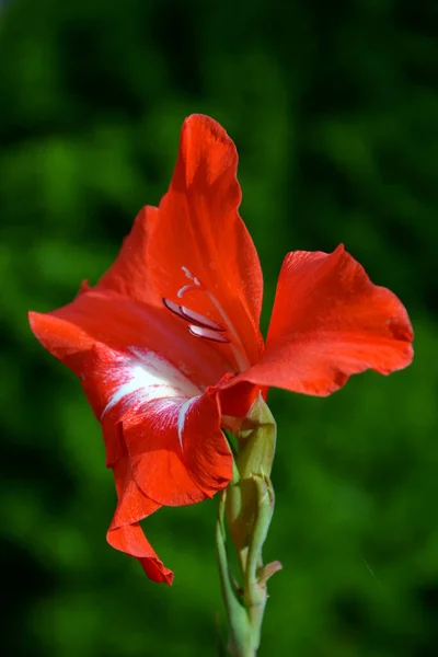 Krásná Červená Květina Zahradě — Stock fotografie