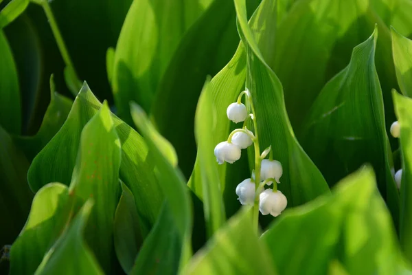 Красивые Белые Цветы Лилии Саду — стоковое фото