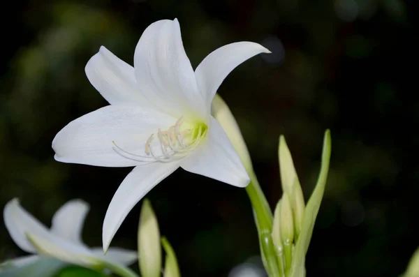 Fleurs Lys Blanc Dans Jardin — Photo