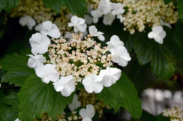 Weiße Blumen Garten — Stockfoto